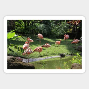 Flamingo's at Deshaie Botanical Garden Sticker